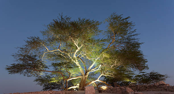 کهور ایرانی